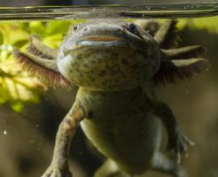 ウーパールーパー 横 頭 浮く