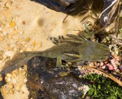 ウーパールーパー 混泳 魚 金魚 貝