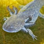 ウーパールーパーの治療！便秘と下痢は？