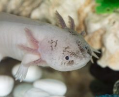 ウーパールーパー 水草 おすすめ 食べる