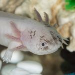 ウーパールーパーの産卵！水草は必要？　
