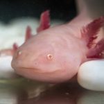 ウーパールーパー！どんなエサ？食欲は？　