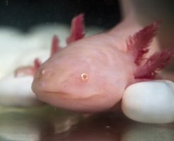 ウーパールーパー 夏 エサ 食欲