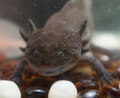 ウーパールーパー 水槽 ミズミミズ 虫