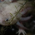 ウーパールーパーの色！赤ちゃんは？