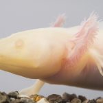 ウーパールーパーが砂利を？！食べた後は？