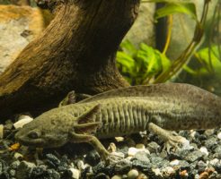 ウーパールーパー 水カビ 塩浴 全身