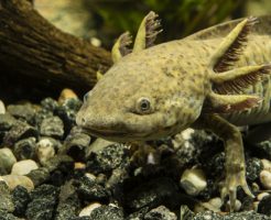 ウーパールーパー 手足 食べる