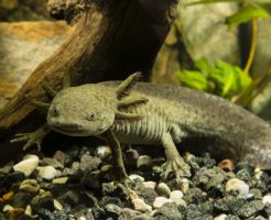 ウーパールーパー 水槽 おすすめ サイズ