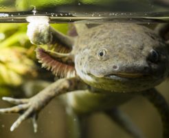 ウーパールーパー 水 濁る 深さ