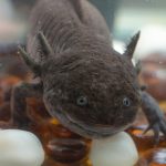ウーパールーパーの尻尾に異常？正体は？
